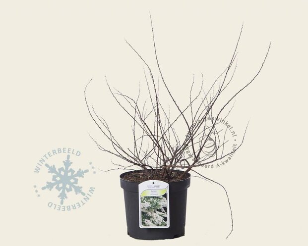 Spiraea nipponica 'Snowmound'