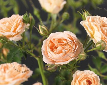 Rosa 'Sweet Dream' image