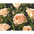 Rosa 'Sweet Dream'
