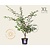 Prunus 'Accolade' - XL