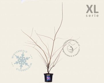 Prunus 'Accolade' - XL