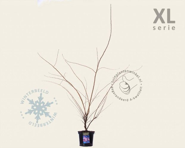 Prunus 'Accolade' - XL