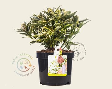 Skimmia japonica 'Magic Marlot'