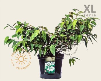 Viburnum plicatum 'Mariesii' - XL image