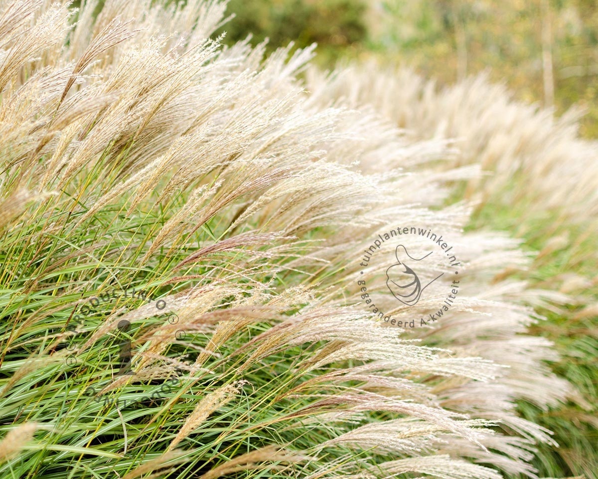 Miscanthus sinensis 'Adagio' kopen | Prachtriet