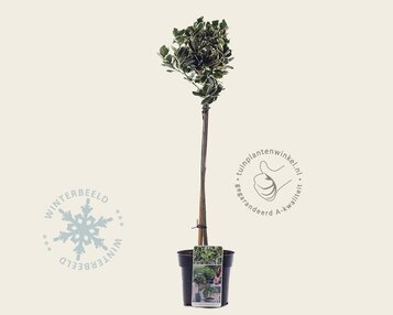 Euonymus japonicus 'Kathy' - 50 cm stam image