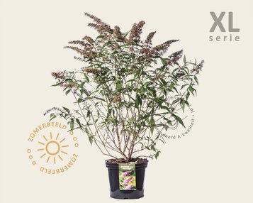 Buddleja davidii 'Pink Delight' - XL image
