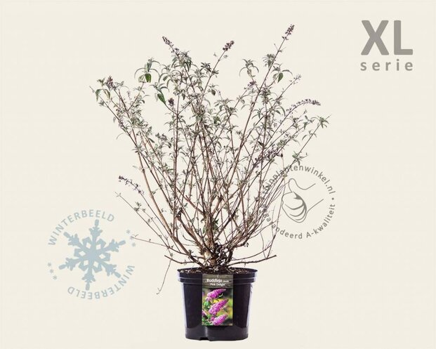 Buddleja davidii 'Pink Delight' - XL