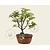 Malus 'Golden Henry' - bonsai in schaal