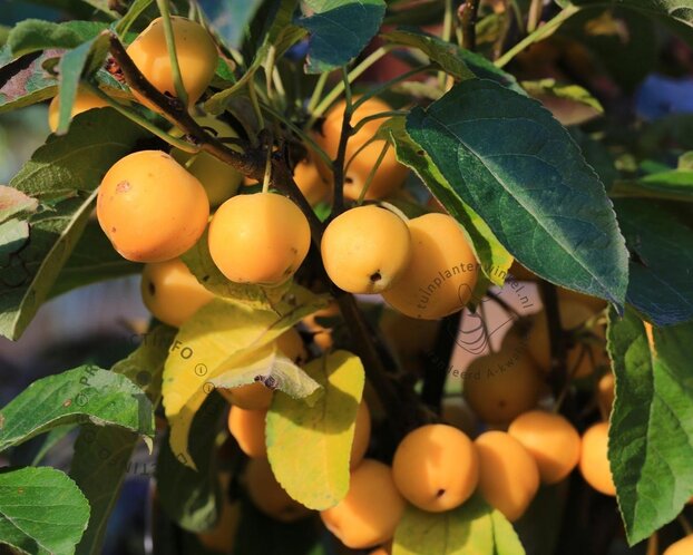 Malus 'Golden Henry' - bonsai in schaal