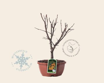 Malus 'Golden Henry' - bonsai in schaal