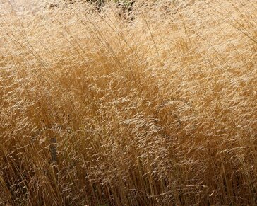 Deschampsia cespitosa 'Goldschleier'