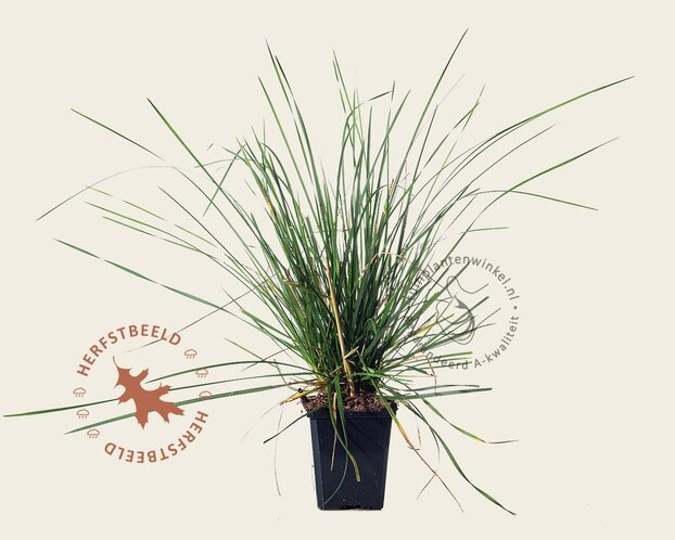 Deschampsia cespitosa 'Goldschleier'