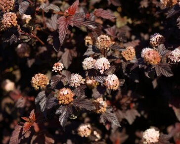 Physocarpus opulifolius 'Lady in Red'