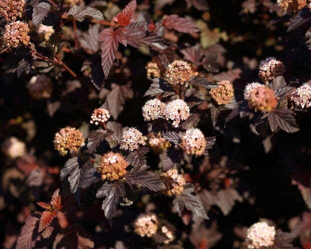 Physocarpus opulifolius 'Lady in Red'