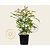 Sorbaria sorbifolia 'Sem'