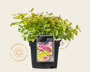 Spiraea japonica 'Goldflame' image
