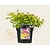 Spiraea japonica 'Goldflame'