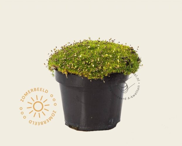 Sagina subulata 'Rucos'