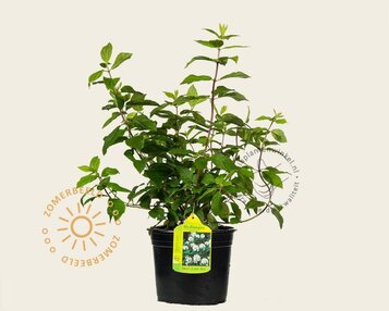 Hydrangea paniculata 'Darts Little Dot' image
