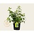 Hydrangea paniculata 'Darts Little Dot'