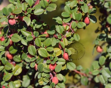 Cotoneaster procumbens 'Streibs Findling'