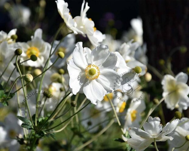 Anemone hybrida 'Honorine Jobert'