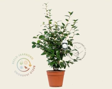 Camellia japonica 'Nuccio's Gem' image