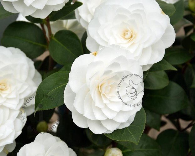 Camellia japonica 'Nuccio's Gem'