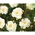 Rosa rambler 'Guirlande d'Amour'