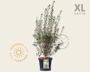 Enkianthus campanulatus - XL image