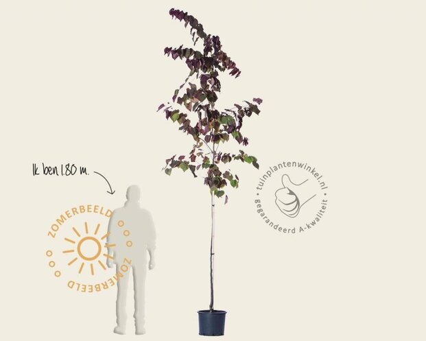 Cercis canadensis 'Forest Pansy'