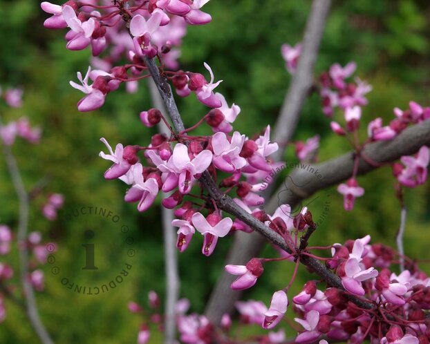 Cercis canadensis 'Forest Pansy'