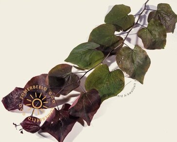 Cercis canadensis 'Forest Pansy'