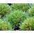 Festuca gautieri