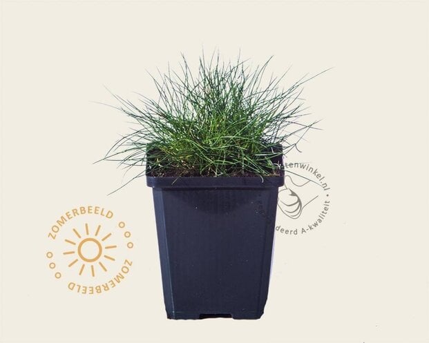 Festuca gautieri