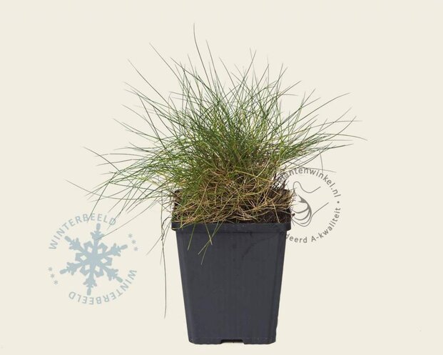 Festuca gautieri