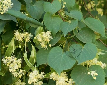 Tilia europaea 'Pallida'