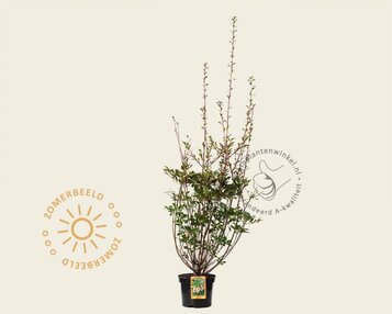 Enkianthus campanulatus image