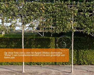 Lei-Appel 'Elstar' - Basic - pakket 5 stuks + EXTRA'S!