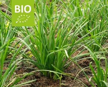 Allium tuberosum Puur