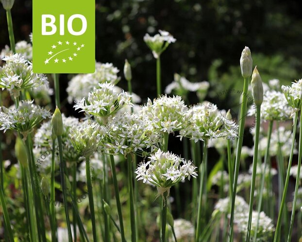 Allium tuberosum Puur