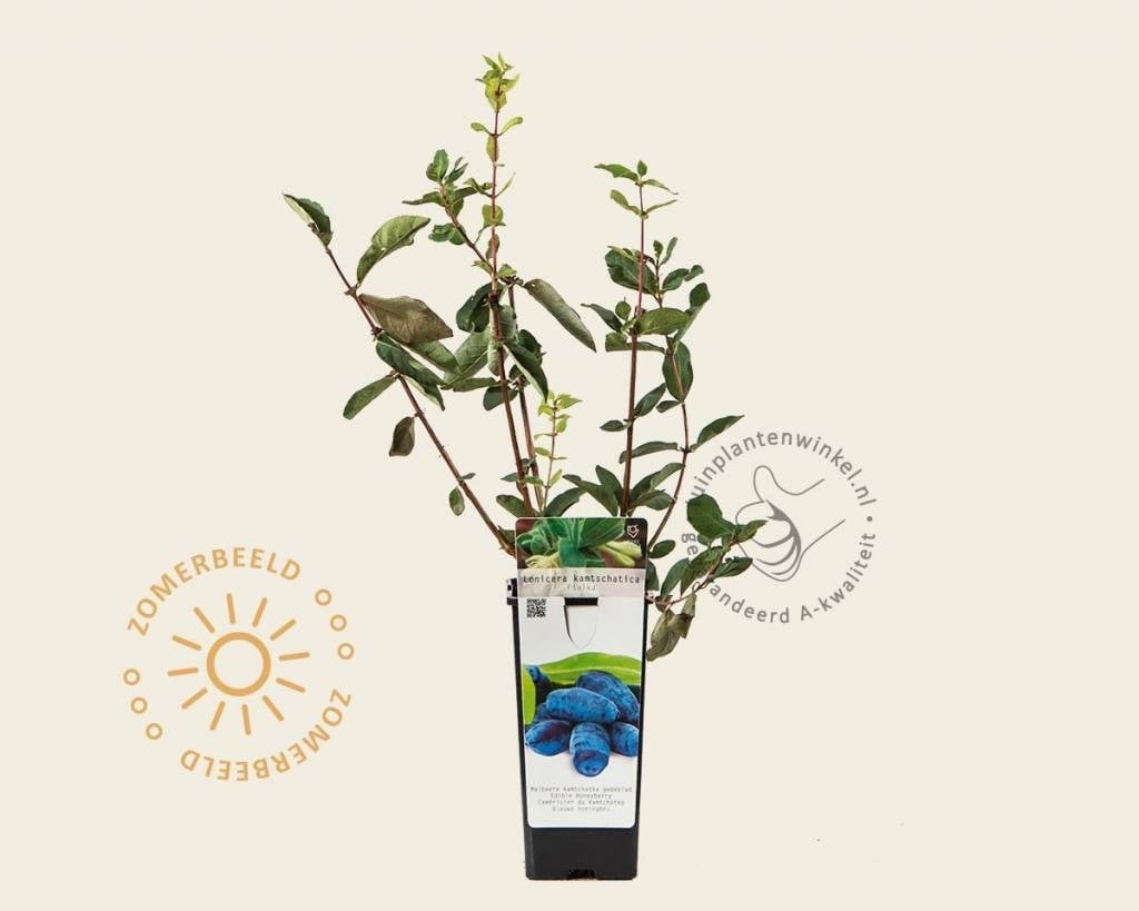 philodendron snowdrift mature Philodendron snowdrift variegata
