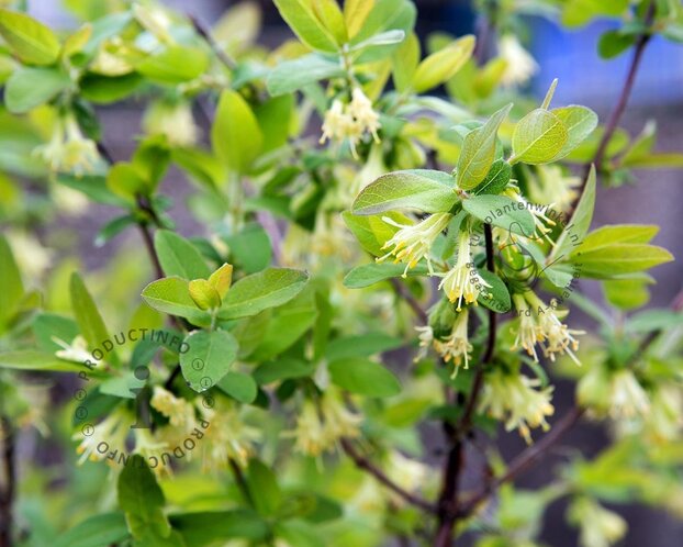 Lonicera kamtschatica 'Fialka'