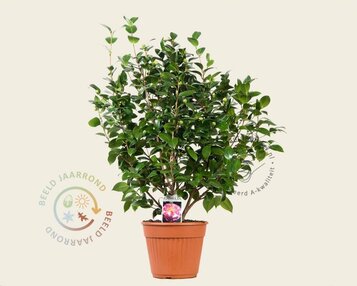 Camellia japonica 'Nuccio's Jewel' image