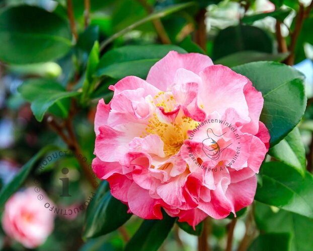 Camellia japonica 'Nuccio's Jewel'