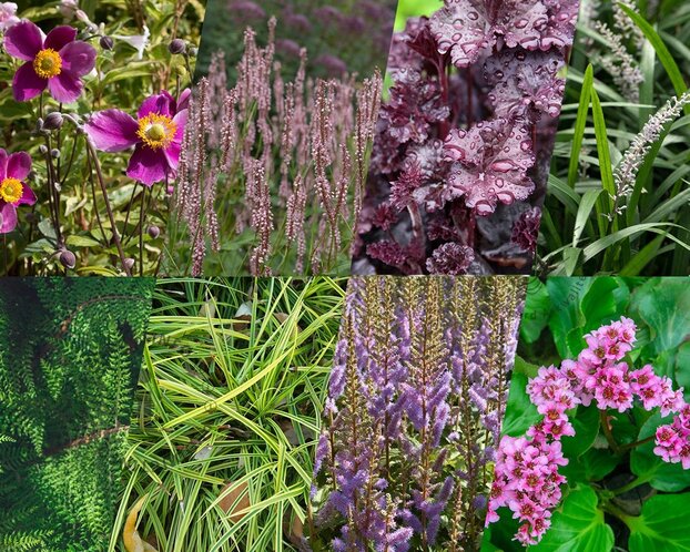 Borderpakket Rosea schaduw-halfschaduw - (pakket 13)