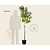 Prunus persica 'Suncrest' - halfstam