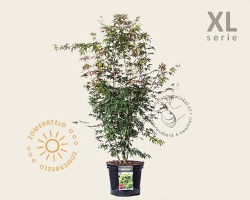 Acer palmatum - XL