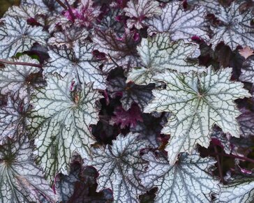 Heuchera 'Blackberry Jam'